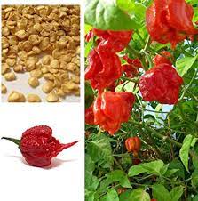 Carolina Reaper Red Pepper Seeds for Planting Hot Chili Organic Seeds