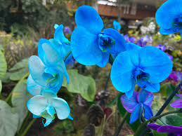 Organic Sky Blue Orchid Flower Seeds for Planting – Fresh, Heirloom, Non-GMO Seeds