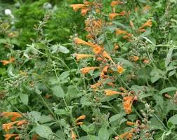 Arizona Sandstone Hummingbird Mint Seeds