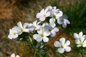 Phlox Seeds - Mountain Phlox