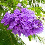 Blue Jacaranda Mimosifolia Flower Seeds for Planting - NON GMO Seeds Dhara Seeds