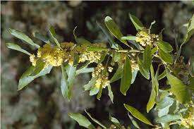 Laurus Nobilis Flower Seeds for Planting - NON GMO Seeds Dhara Seeds