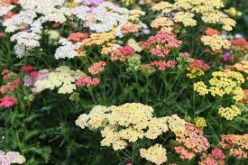 Mixed Yarrow Flower Seeds – Heirloom, Non-GMO Flower Seeds for Planting