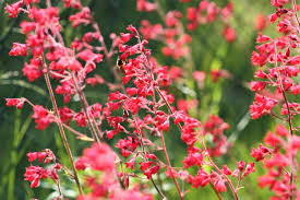 Red Coral Bells Flower Seeds for Planting - 100