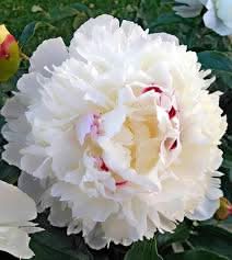 Festiva Maxima Peony Paeonia lactiflora flower seeds for home garden and ornamental borders