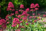 Red Valerian Centranthus Ruber Flower Seeds for Planting Dhara Seeds