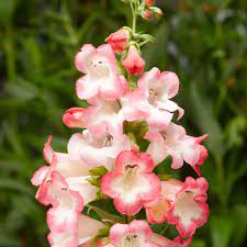 Pink Penstemon Flower Seeds for Planting - 100
