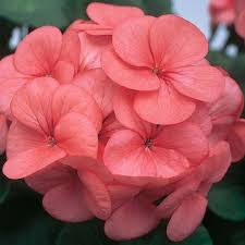 Salmon Hybrid Geranium Seeds