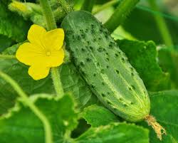 Cucumber Seeds - Pick A Bushel F1