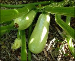 Squash – Cucurbita pepo – for planting in kitchen garden