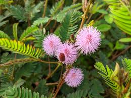 Mixed Schrankia Uncinata Plant Seeds for Planting - 100 pcs