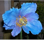 Himalayan Blue Poppy Meconopsis seeds for planting in cool garden