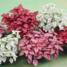 Pink Green Hypoestes Splash Flower Seeds for Planting - NON GMO Seeds Dhara Seeds