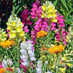 Antirrhinum Antirrhinum majus for planting in flower bed