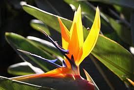 Strelitzia Bird of Paradise Strelitzia reginae Seeds for Planting in Urban Garden