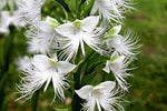 Egret Orchid Flower Seeds for Planting - NON GMO Seeds Dhara Seeds