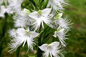 Egret Orchid Flower Seeds for Planting - NON GMO Seeds Dhara Seeds