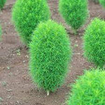 Perennial grass seeds with burning bush Kochia scoparia for mini gardens and farms