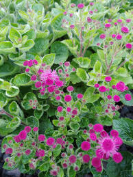  soft pink ageratum flowers in dense clusters

