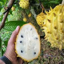 Rollinia Fruit - A Tropical Delicacy