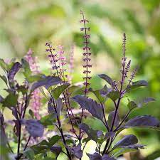 Basil Scented Herb Seeds for Planting, Unique Variety - Heirloom seeds