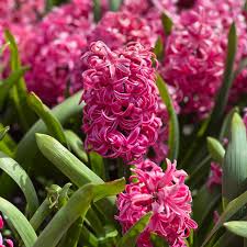 Hyacinth Seeds - Pink Mix