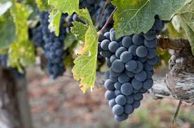 Zinfandel Grape Vine Seeds (Vitis vinifera / Common Name: Zinfandel Grape)