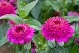 Zinnia Zinderella Purple