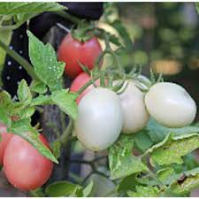 Thai Pink Egg Tomato Seeds – Unique, Sweet Pink Tomatoes for Your Garden