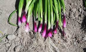 Red Bunch Onion Seeds for Planting Allium cepa Home Garden Vegetable Patch