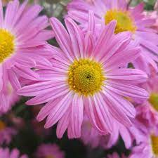 Leucanthemum Shasta Flower Seeds for Planting, Red White, 100 pcs