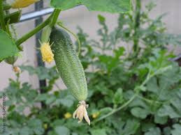 Cucumber Topolek F1 Cucumis sativus vegetable seeds for planting in backyard gardening