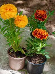 Mixture Marigold Seeds