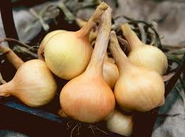 Heirloom Walla Walla Onion - Seeds for Sweet, Large Onions with Overwintering Capability