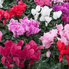 Mixed Color Cyclamen Flower Seeds for Planting-Heirloom & Non-GMO Seeds for planting Dhara Seeds