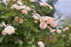 Rose Cream Hybrida Flower Seeds for Planting in backyard gardening and vertical garden trellises