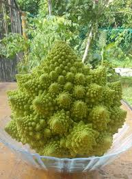 Pagoda Cauliflower Seeds for Organic Vegetable Garden Planting