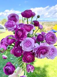 Ranunculus Seeds - Purple Jean