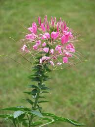Spiny Bag Spiderflower Seeds Spinosa