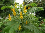 Candelabra Bush Flowering Plant Euphorbia spp. for planting in flower bed