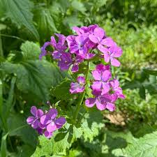 Lunaria Annua Flower Seeds for Planting, 100