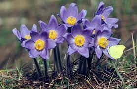 Pulsatilla Flower Seeds for Planting - 100 pcs