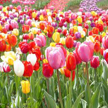 Tulip Bulbs Seeds for Garden - Pieces of Mixed Colors for DIY Garden Planting