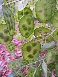 Lunaria Plant Seeds for Planting - NON GMO Seeds