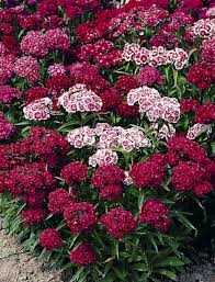 Sweet William Seeds - Indian Carpet Dwarf Single Mix