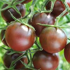 Chocolate Tomato Seeds for Planting