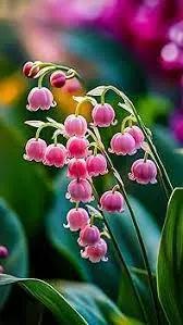 Pink Lily of the Valley flower Seeds for Planting - Non-GMO and Heirloom garden seeds Dhara Seeds