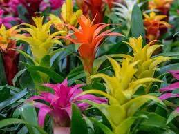 Mixed Bromeliad Tillandsia Plant Seeds-Heirloom & Non-GMO Seeds for planting Dhara Seeds