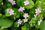 White Claytonia sibirica – Non-GMO Heirloom Flower Seeds for Planting Dhara Seeds
