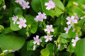 White Claytonia sibirica – Non-GMO Heirloom Flower Seeds for Planting Dhara Seeds